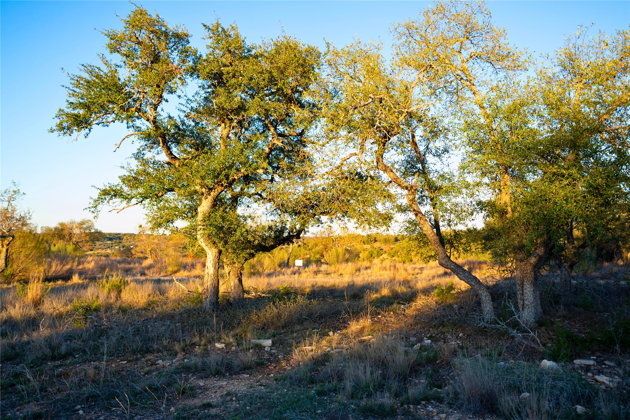 Lot 180 Lookout Mountain Road Johnson City, TX 78636 - Photo 17 of 29 a view of tree