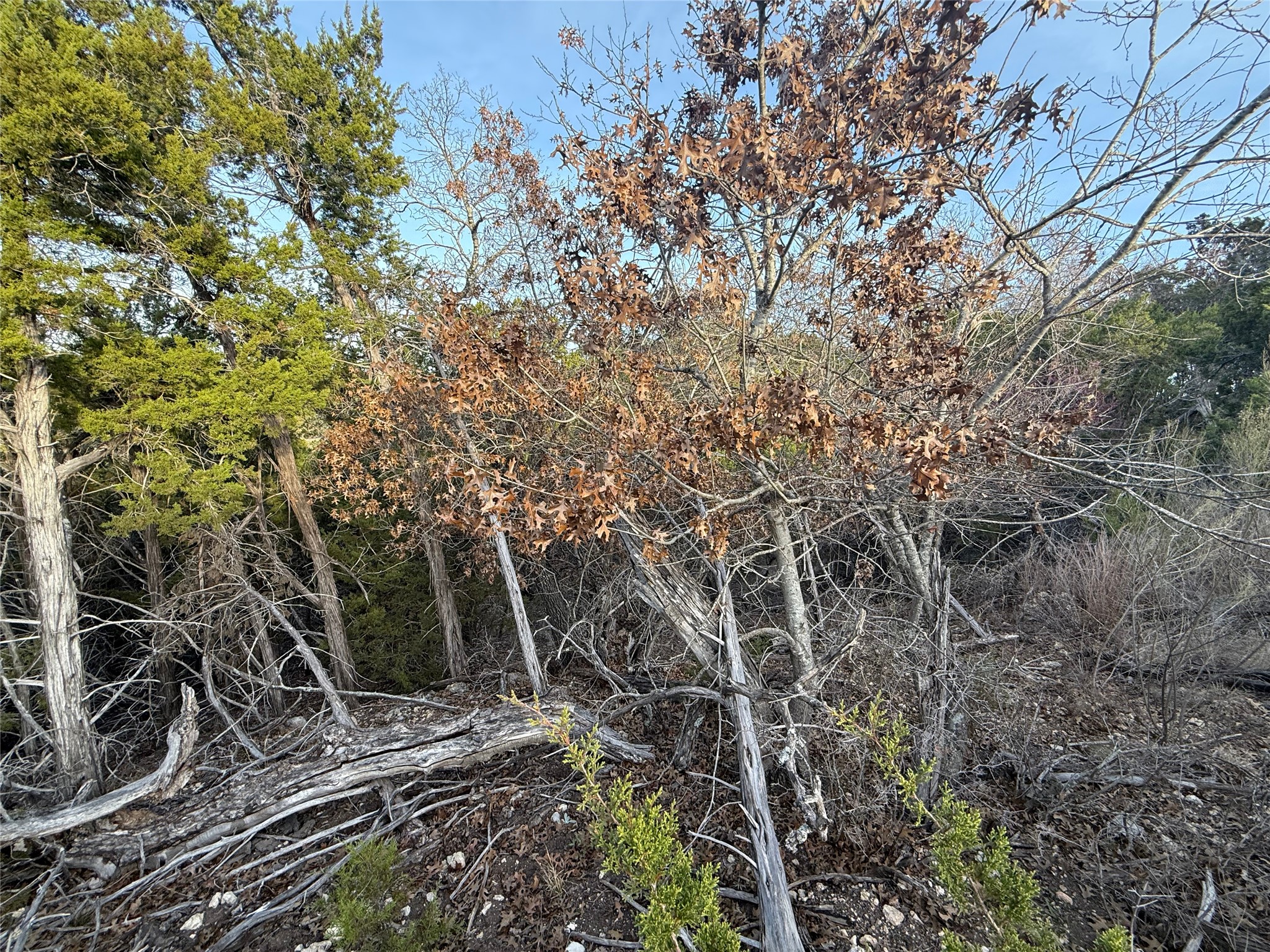 Lot 180 Lookout Mountain Road Johnson City, TX 78636 - Photo 19 of 29 a backyard of a house with lots of trees
