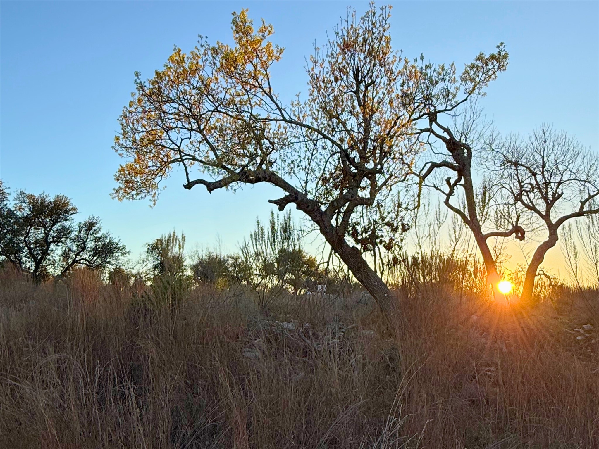 Lot 180 Lookout Mountain Road Johnson City, TX 78636 - Photo 21 of 29 a view of tree