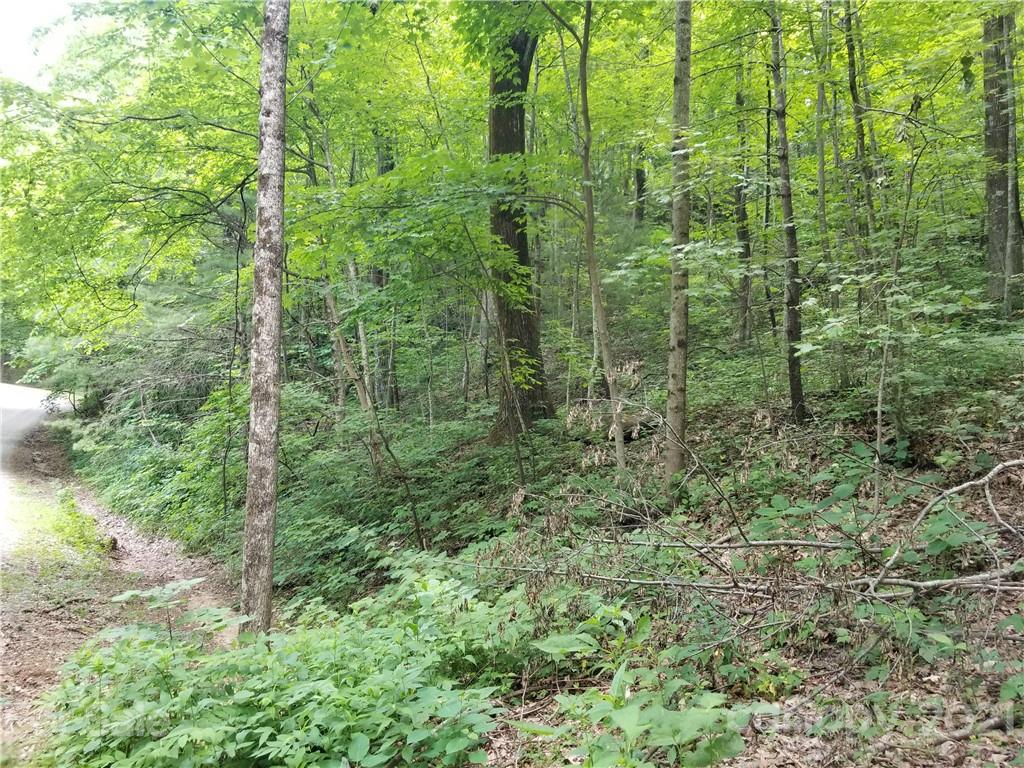 340 Melrose Mountain Road Tryon, NC 28782 - Photo 12 of 36 a view of a forest with a tree