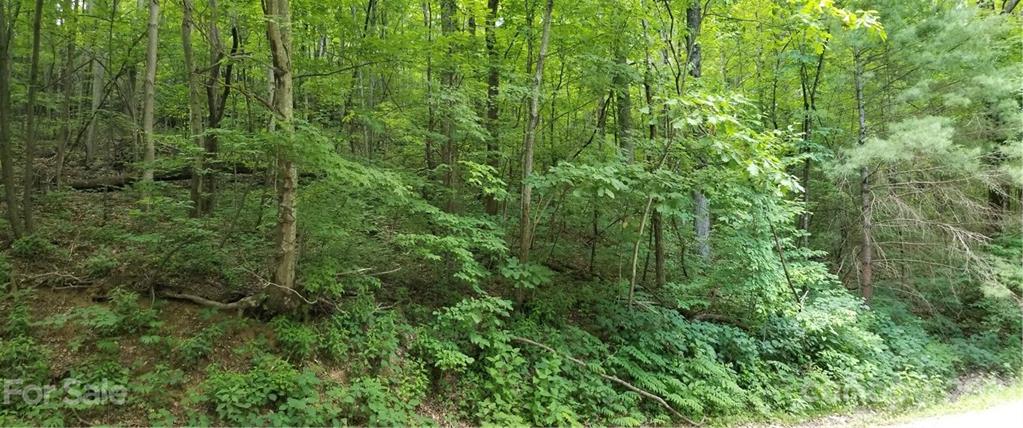 340 Melrose Mountain Road Tryon, NC 28782 - Photo 20 of 36 a view of a lush green forest