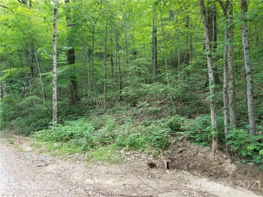 340 Melrose Mountain Road Tryon, NC 28782 - Photo 3 of 36 a view of a forest with trees and bushes