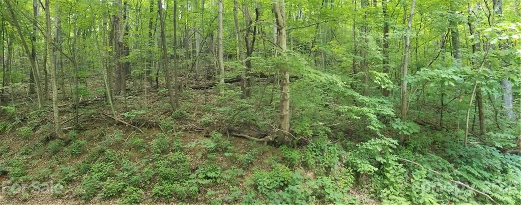 340 Melrose Mountain Road Tryon, NC 28782 - Photo 21 of 36 a view of a lush green forest