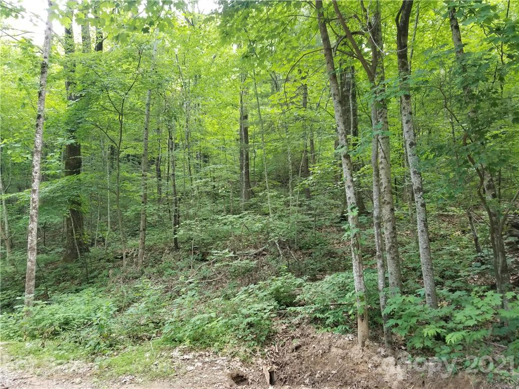 340 Melrose Mountain Road Tryon, NC 28782 - Photo 9 of 36 a view of a lush green forest