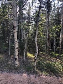 235 Pinewood Road Florissant, CO 80816 - Photo 20 of 21