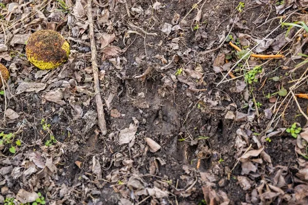 $220,000 | 231 Northeast Ne Road, Leeton, MO 64761