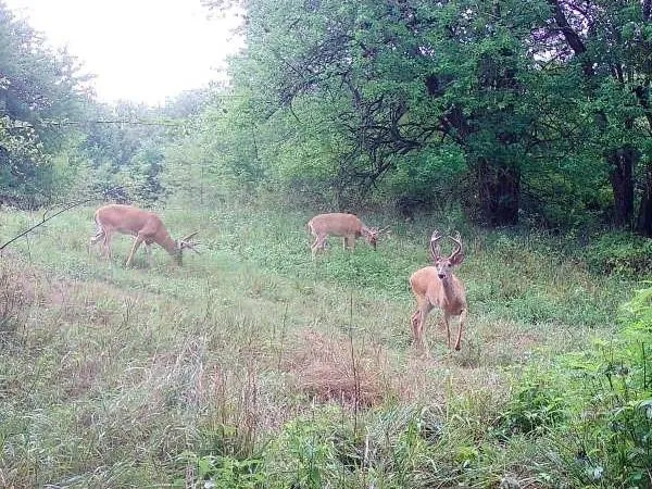 $220,000 | 231 Northeast Ne Road, Leeton, MO 64761