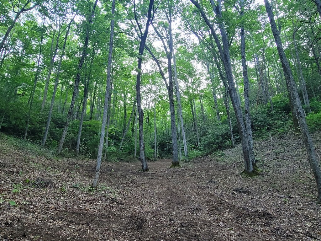 14 Cara Way Cosby, TN 37722 - Photo 6 of 18