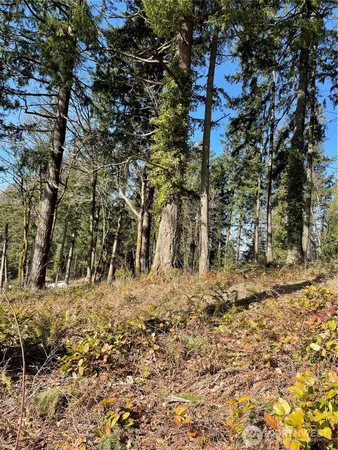 a view of a yard with plants and trees