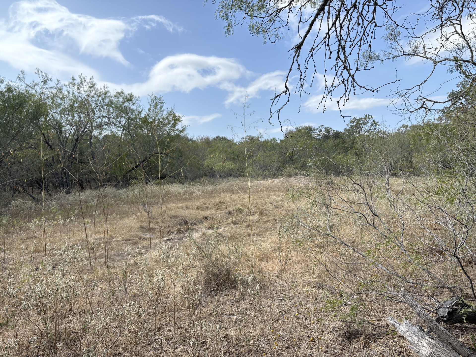 Tbd Anchor Ranch Loop Flatonia, TX 78941 - Photo 4 of 21 View of trees and pasture