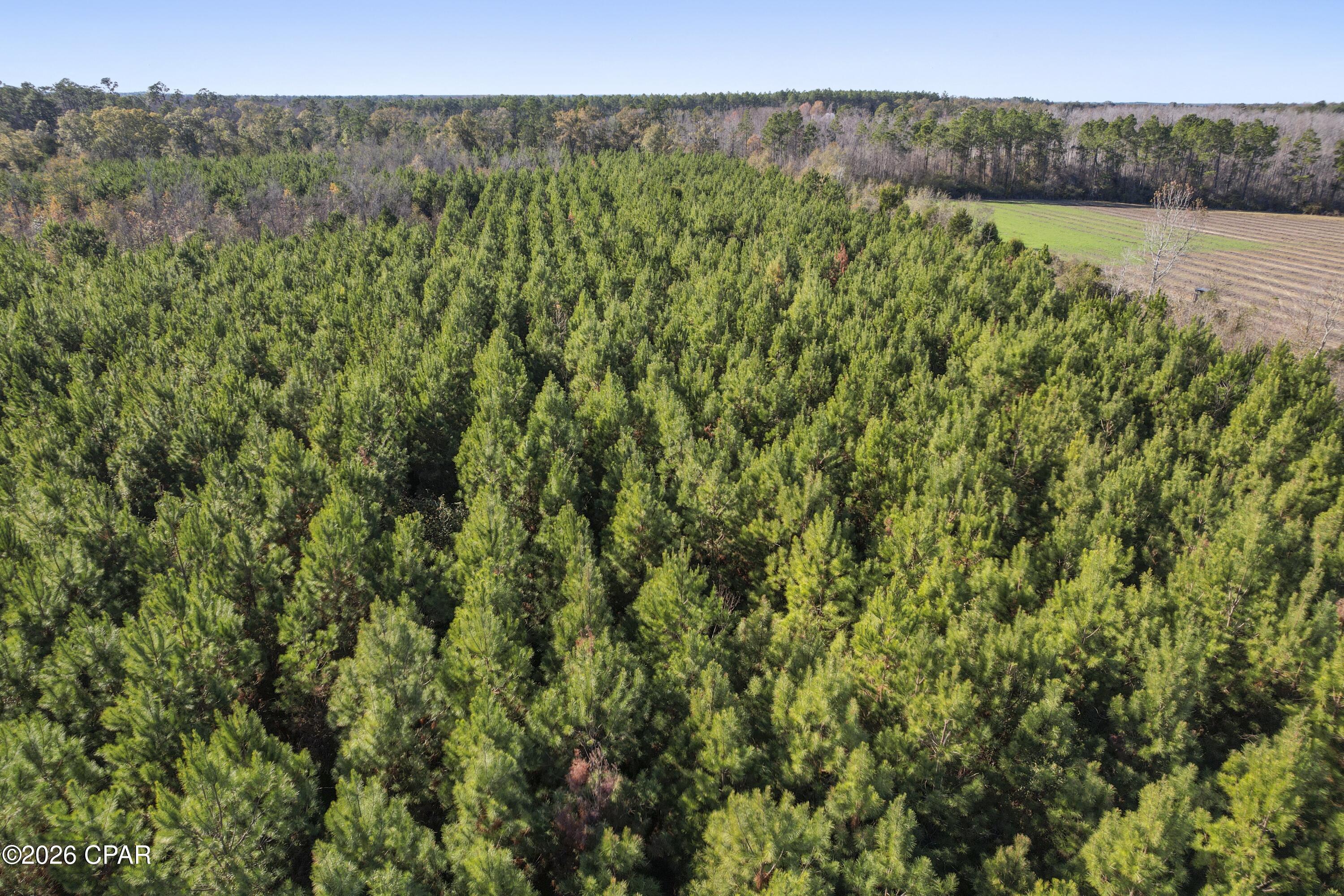 0 New Prospect Road Chipley, FL 32428 - Photo 16 of 19