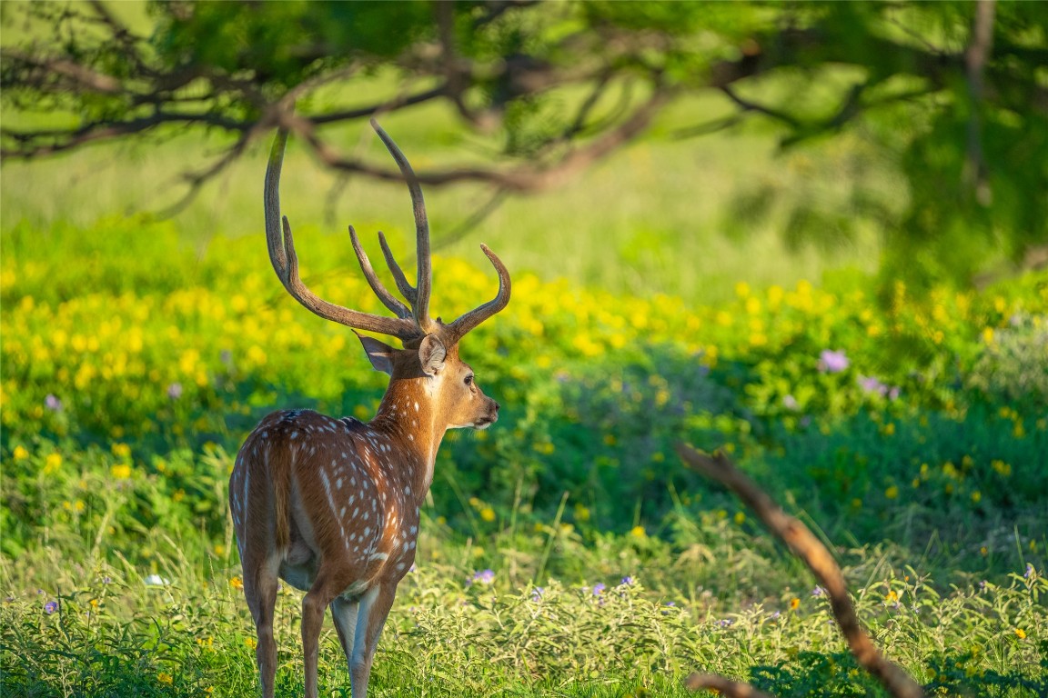 0 County Road 476 Road Rochelle, TX 76872 - Photo 11 of 40 a backyard of a house with lots of green space and wooden fence