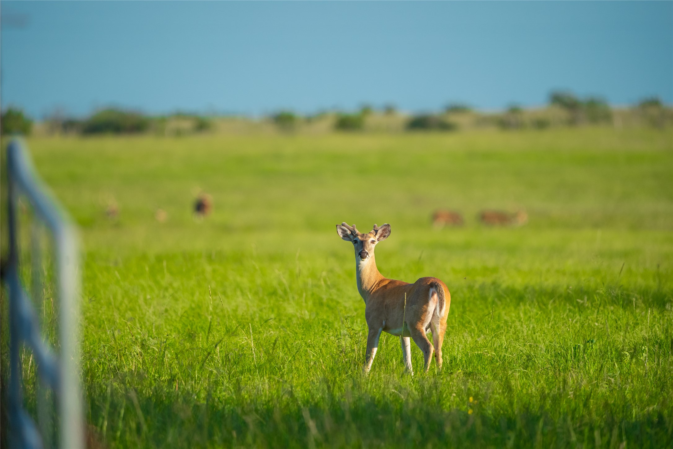 0 County Road 476 Road Rochelle, TX 76872 - Photo 22 of 40 a view of a garden