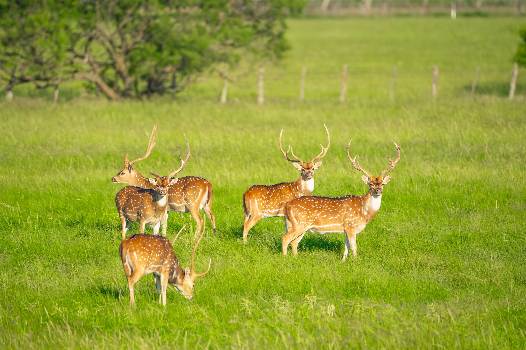 0 County Road 476 Road Rochelle, TX 76872 - Photo 23 of 40 a bunch of chairs and a table in a field
