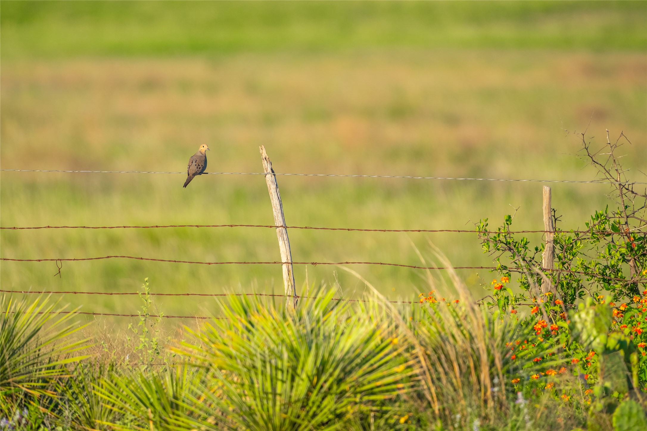 0 County Road 476 Road Rochelle, TX 76872 - Photo 24 of 40 a bathroom with a yellow shower