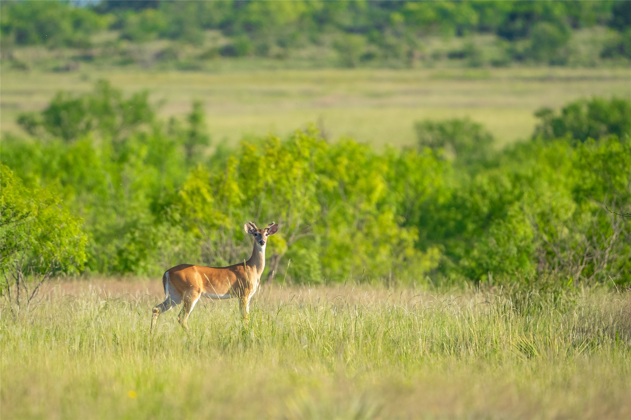 0 County Road 476 Road Rochelle, TX 76872 - Photo 34 of 40 a view of a lake view