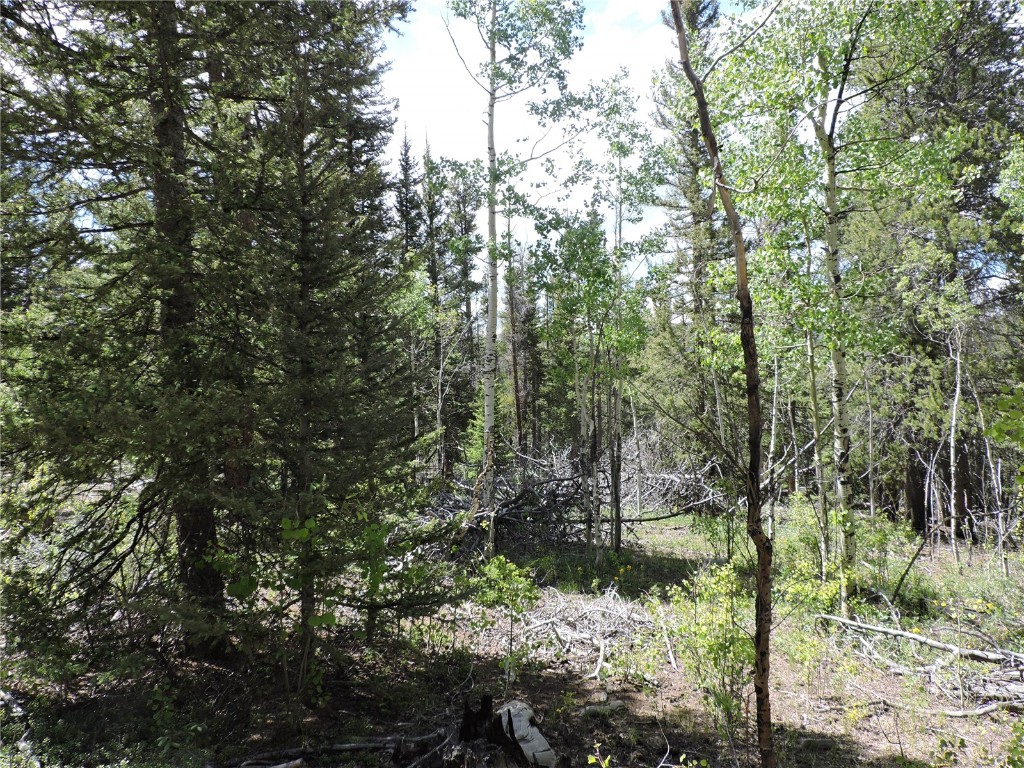 0 Georgia Pass Lookout Road Jefferson, CO 80456 - Photo 9 of 13 a view of a forest filled with trees