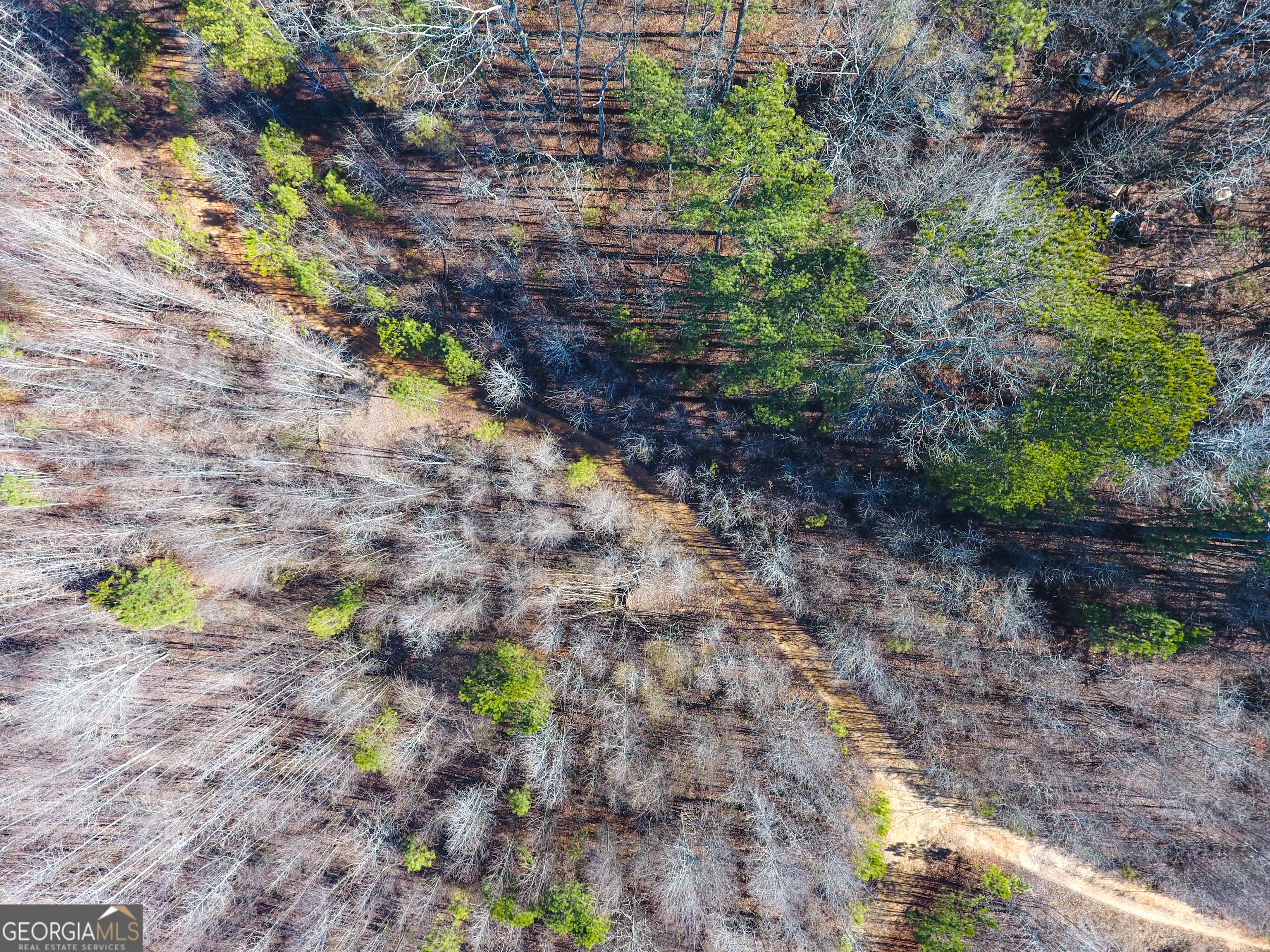 0 Wildcat Road Buchanan, GA 30113 - Photo 19 of 49 a view of banana tree