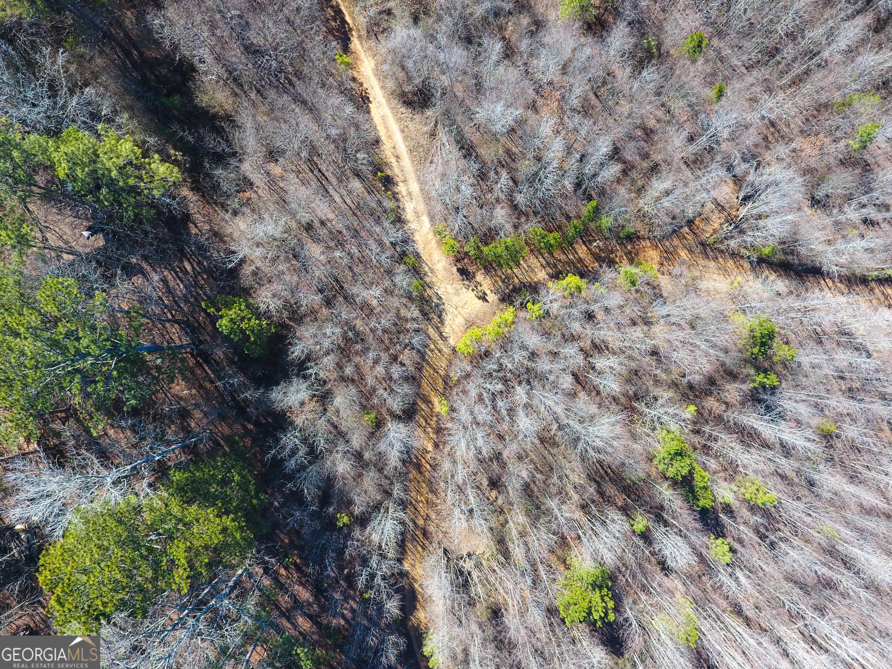 0 Wildcat Road Buchanan, GA 30113 - Photo 20 of 49 a backyard of a house with a lot of plants and trees