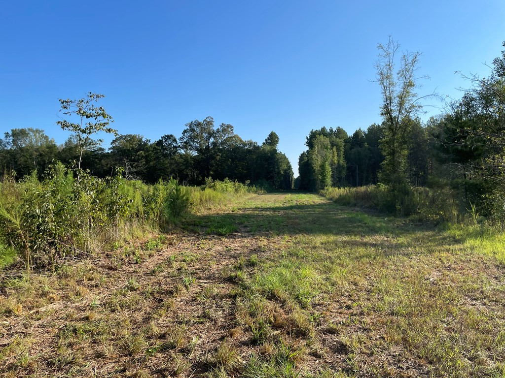 Tbd Grange Hall Road Osyka, MS 39657 - Photo 5 of 7 Photo 5