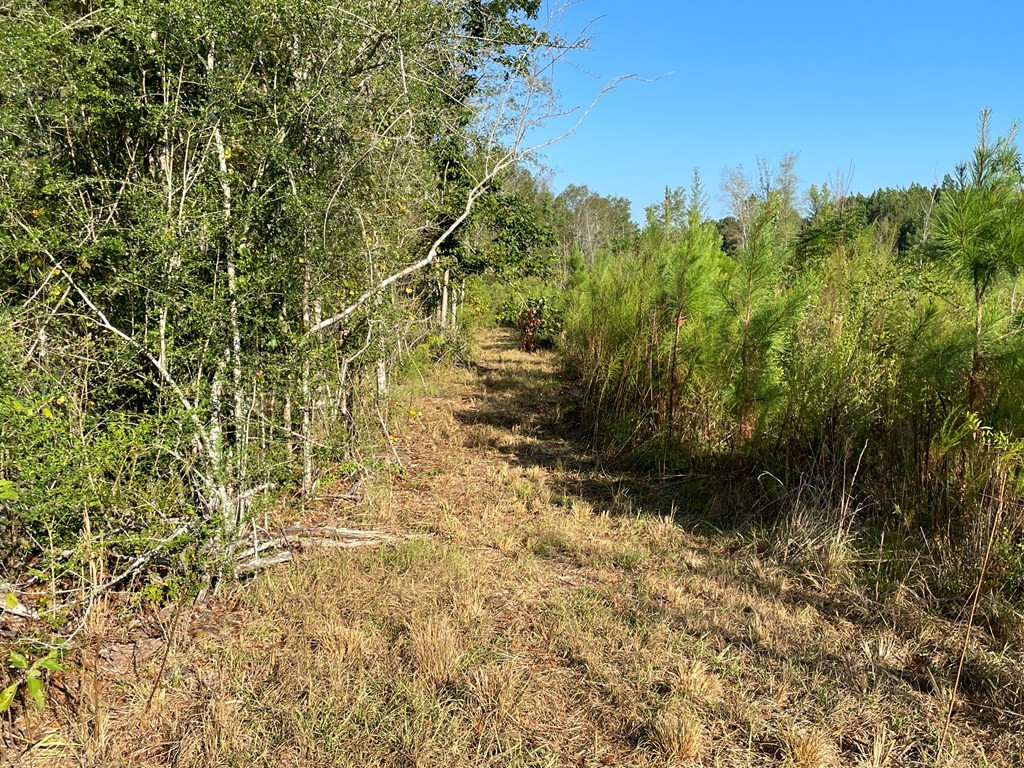 Tbd Grange Hall Road Osyka, MS 39657 - Photo 6 of 7 Photo 6