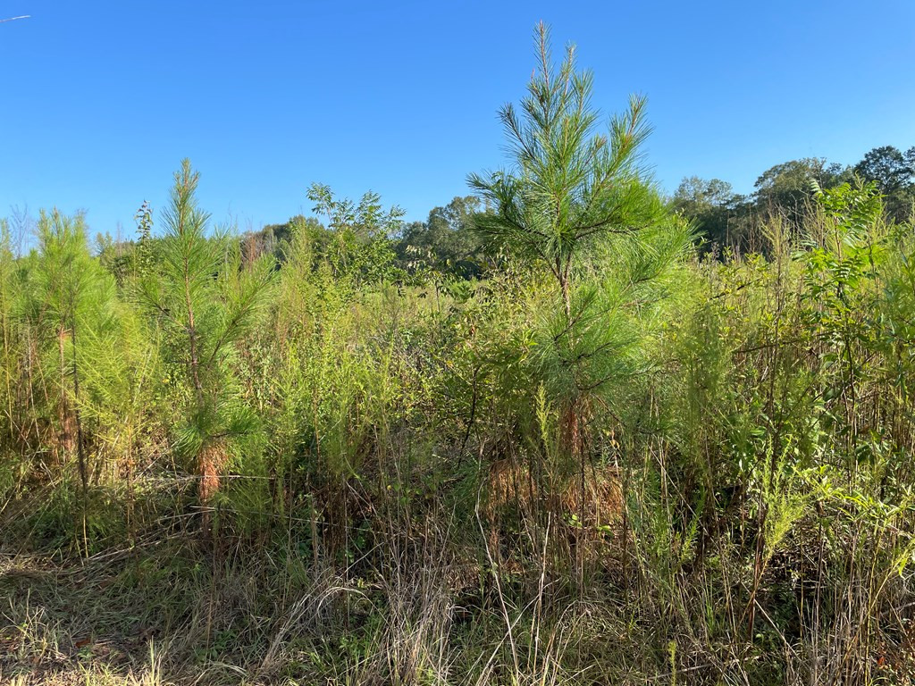 Tbd Grange Hall Road Osyka, MS 39657 - Photo 7 of 7 Photo 7