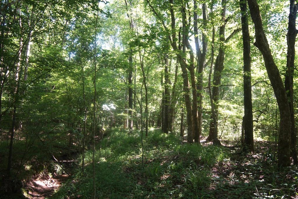 2050 St Paul Road Hazlehurst, MS 39083 - Photo 12 of 37 Photo 12