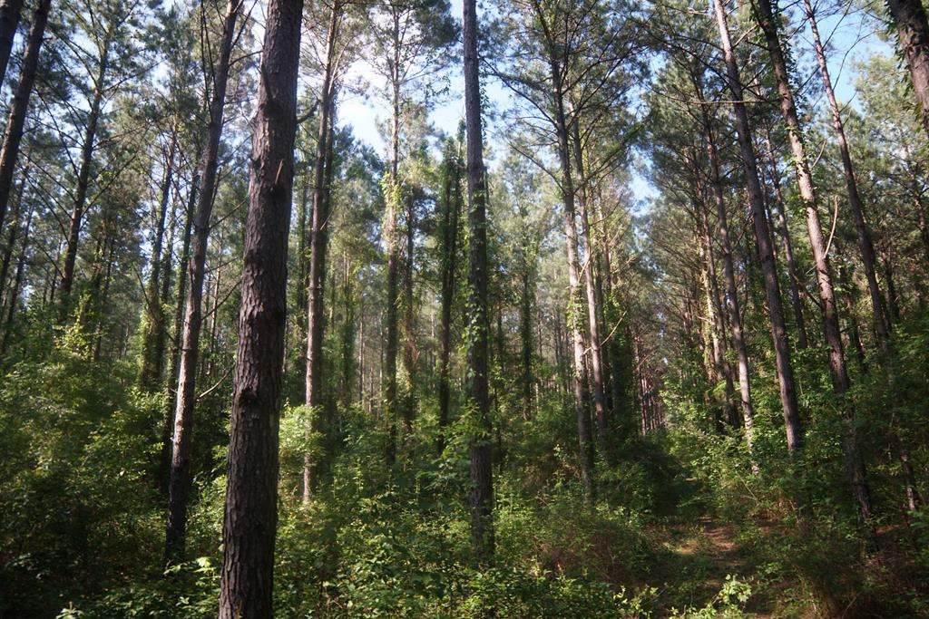 2050 St Paul Road Hazlehurst, MS 39083 - Photo 27 of 37 Photo 27