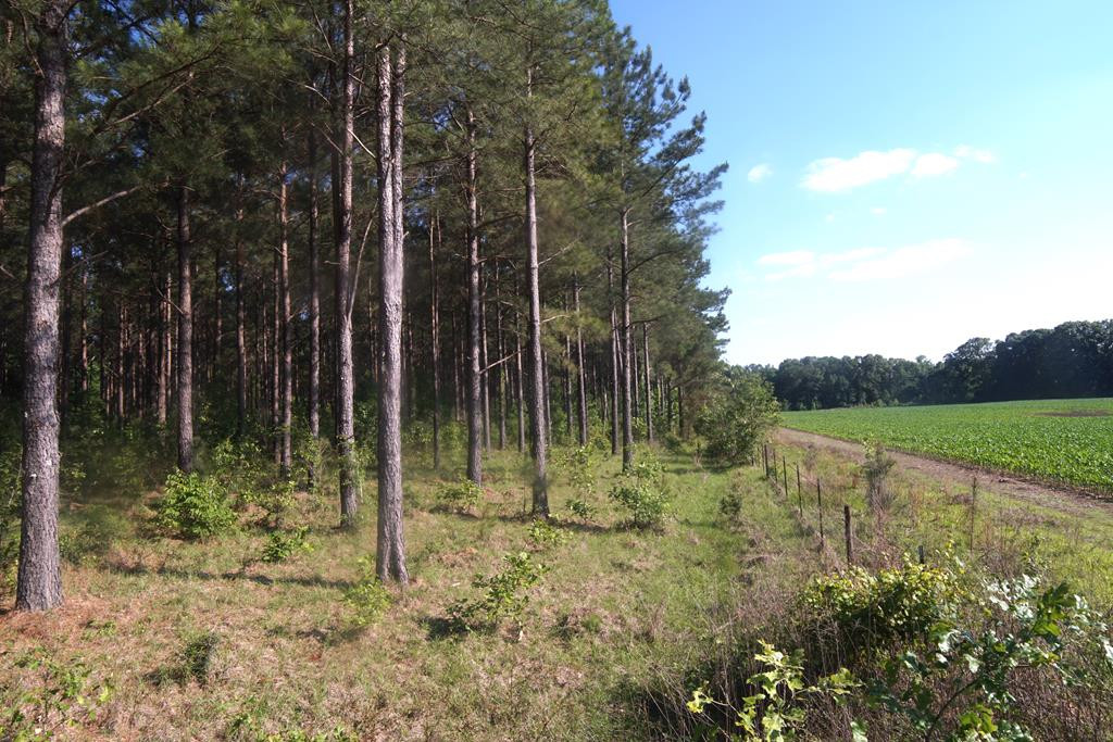 2050 St Paul Road Hazlehurst, MS 39083 - Photo 29 of 37 Photo 29