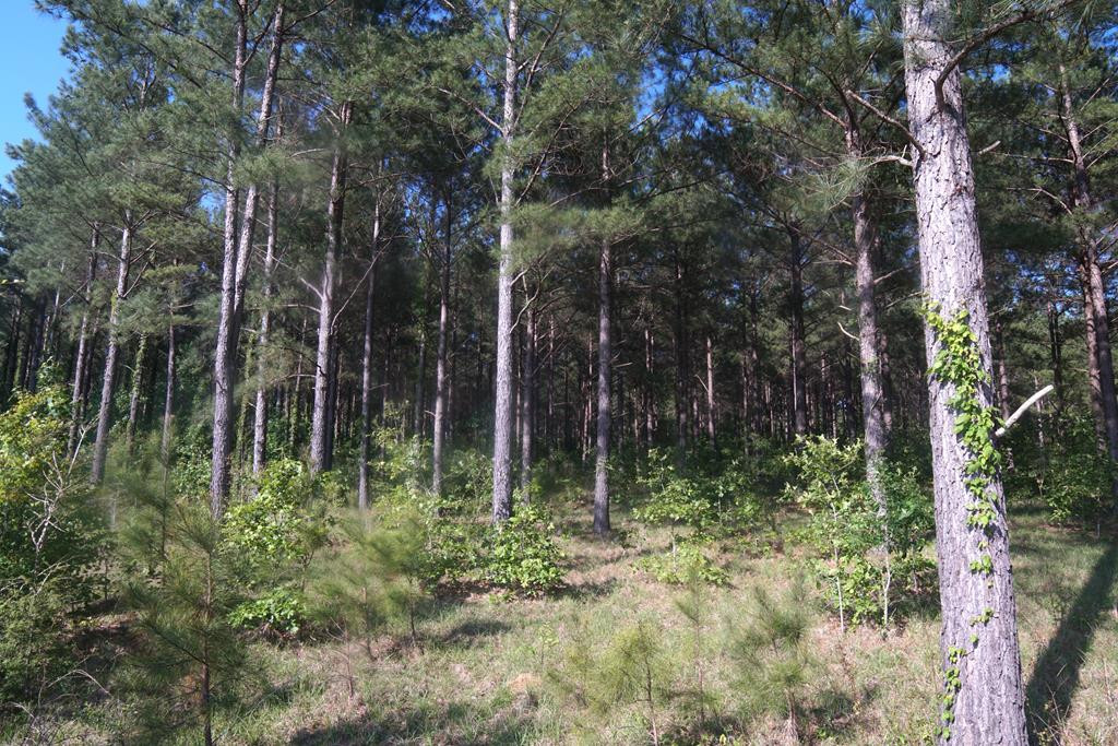 2050 St Paul Road Hazlehurst, MS 39083 - Photo 30 of 37 Photo 30