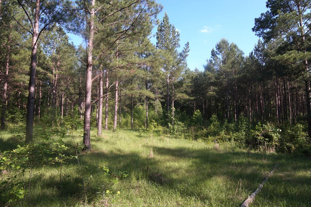 2050 St Paul Road Hazlehurst, MS 39083 - Photo 31 of 37 Photo 31