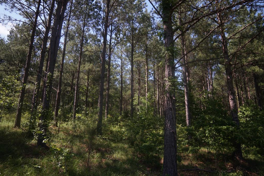 2050 St Paul Road Hazlehurst, MS 39083 - Photo 8 of 37 Photo 8