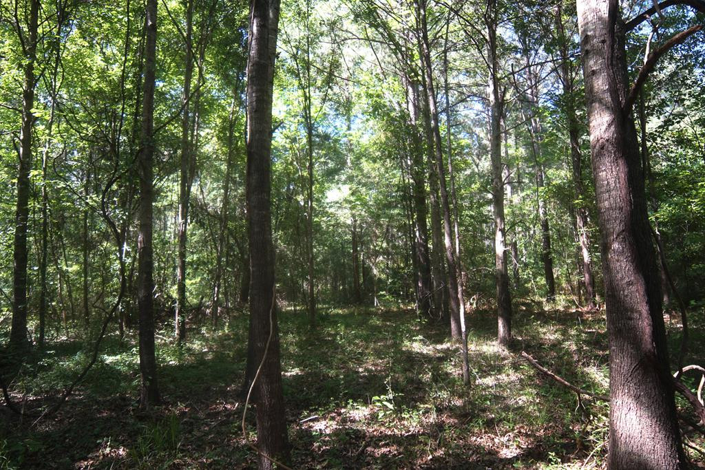 2050 St Paul Road Hazlehurst, MS 39083 - Photo 10 of 37 Photo 10