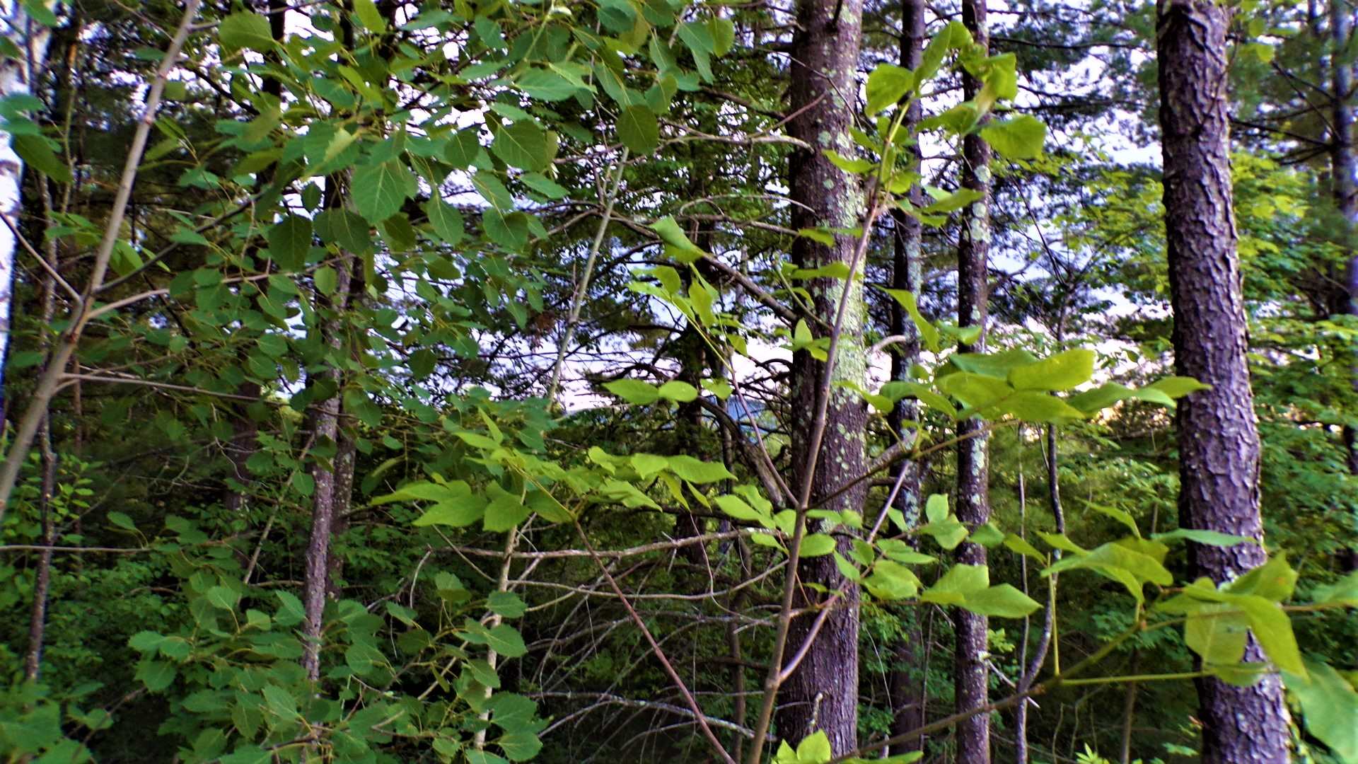 231 Chapel Road Bennington, VT 05201 - Photo 10 of 13