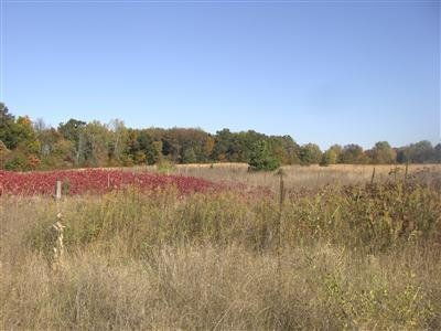 54539 Buckhorn Road Three Rivers, MI 49093 - Photo 5 of 19 Additional Photo
