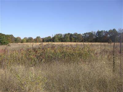 54539 Buckhorn Road Three Rivers, MI 49093 - Photo 7 of 19 Additional Photo