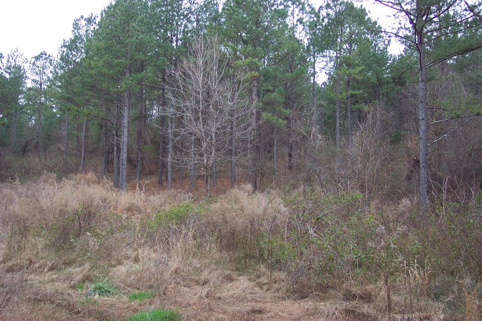230 Co Road Calhoun, TN 37309 - Photo 3 of 5 Gallery Image 3