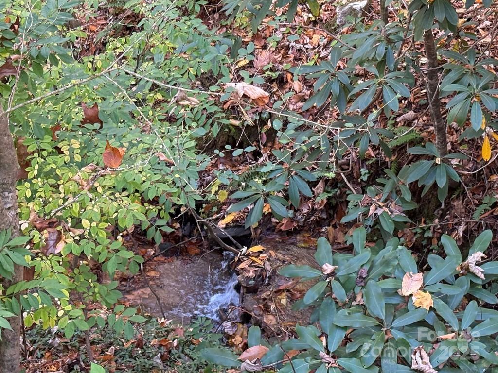 82 Merry Cove Road Sylva, NC 28779 - Photo 5 of 17 a picture of tree