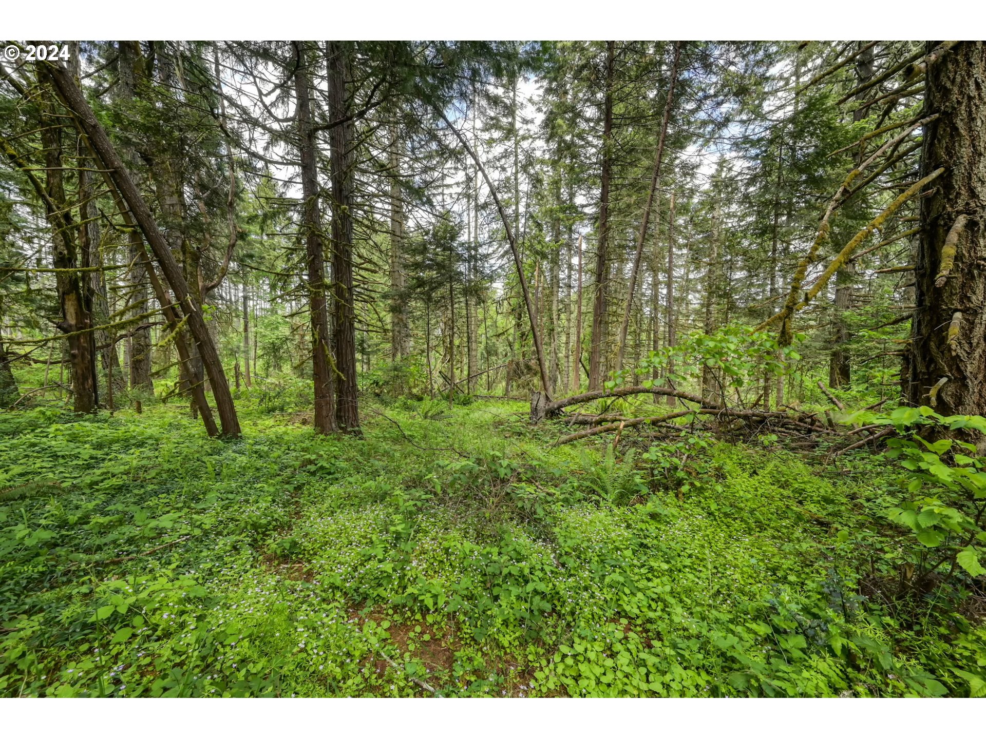 32231 Deberry Road Creswell, OR 97426 - Photo 25 of 48 Gallery Image 25