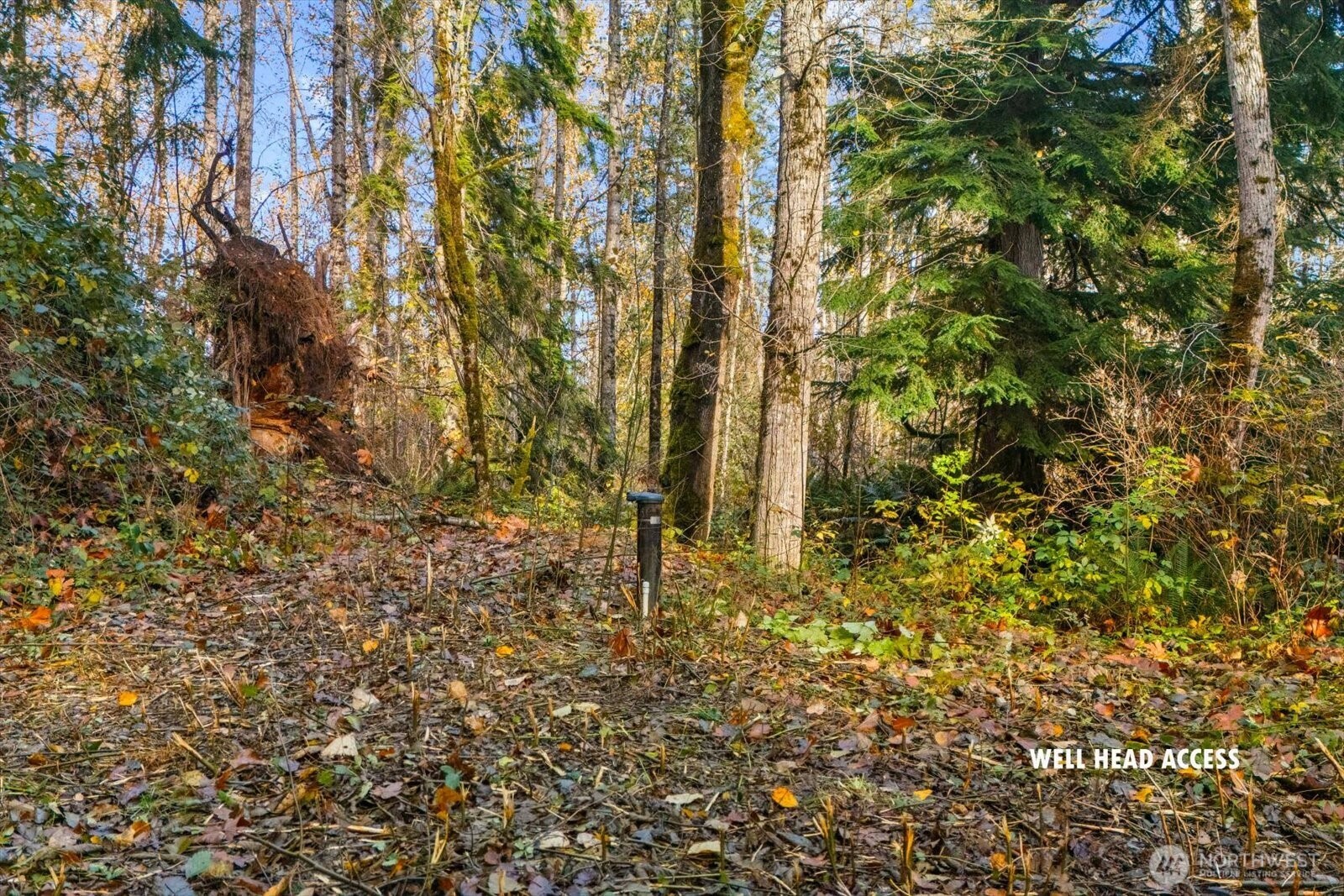 a plant view in yard