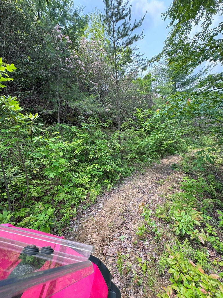 88-acres Bolden Branch Road Andrews, NC 28901 - Photo 29 of 34