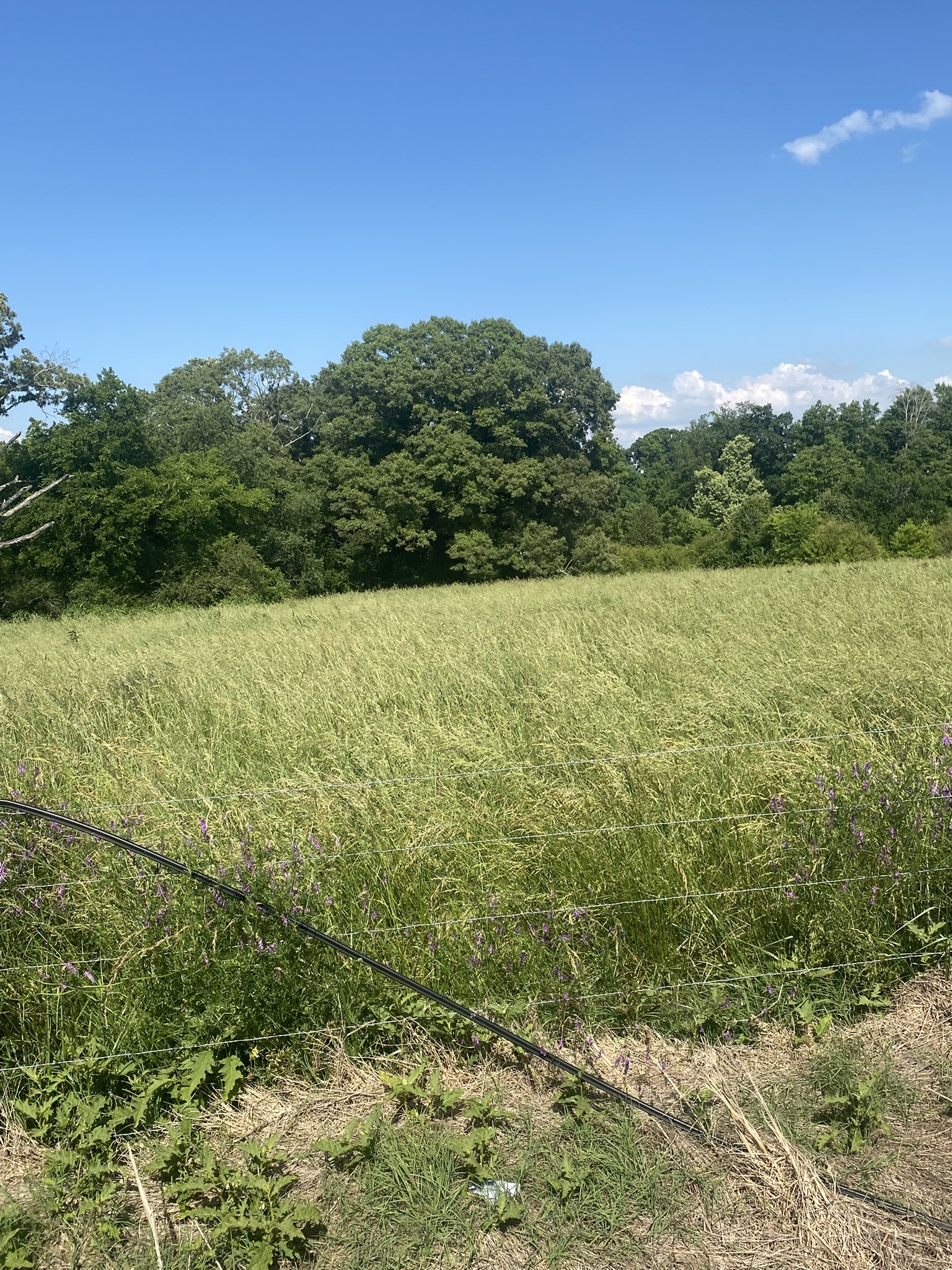656 County Road Anderson, AL 35610 - Photo 12 of 15 a view of a field with an ocean view