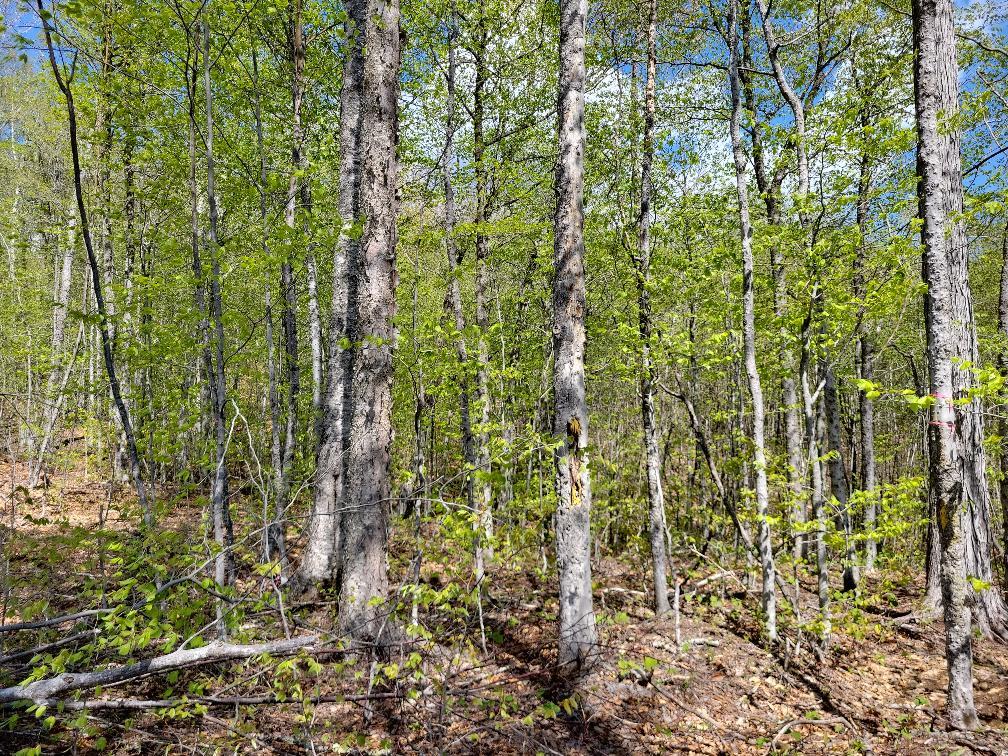 Lot 11 Swift River Road Byron, ME 04275 - Photo 40 of 72 photo_aaa23b42-c771-4d7d-aca0-b3bd22da3e