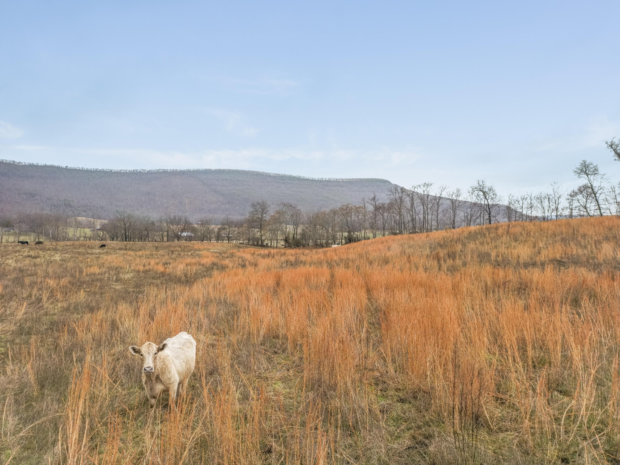 0 Kemmer Road Crossville, TN 38555 - Photo 4 of 14 Gallery Image 4