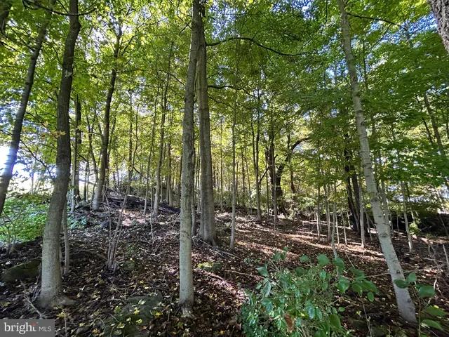 a view of a tree in a yard