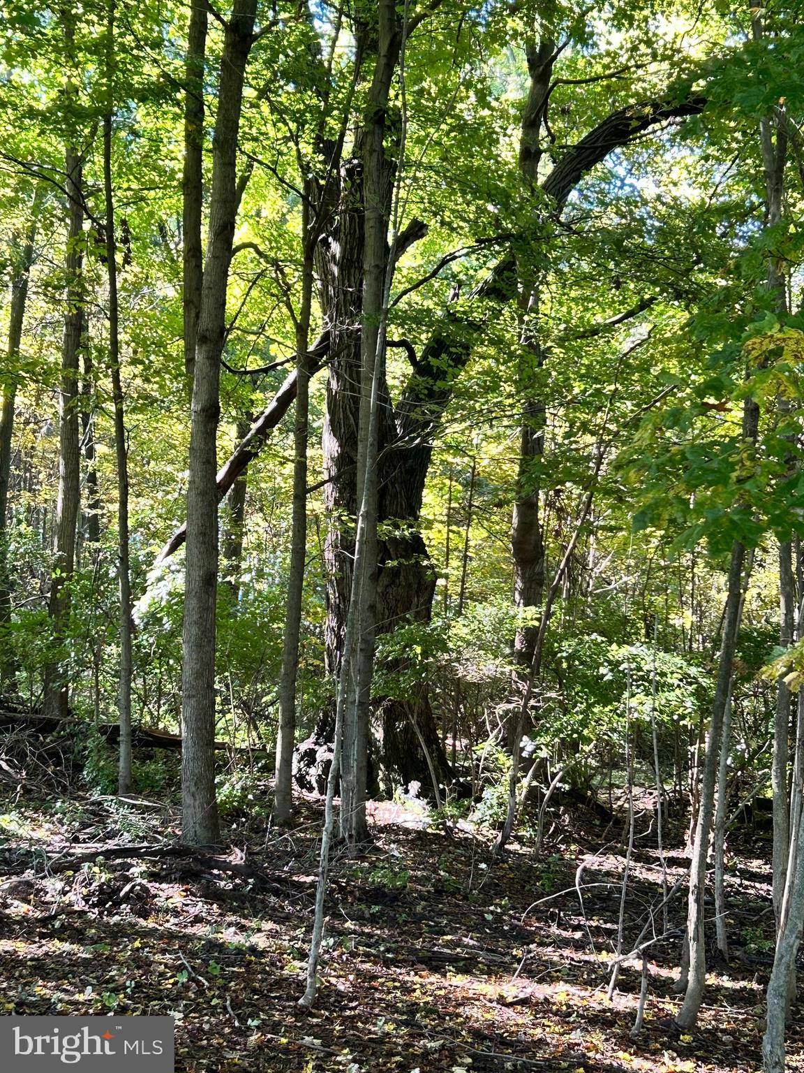 Lot #3 Linden Hall Road Boalsburg, PA 16827 - Photo 23 of 26 a view of a tree in a yard