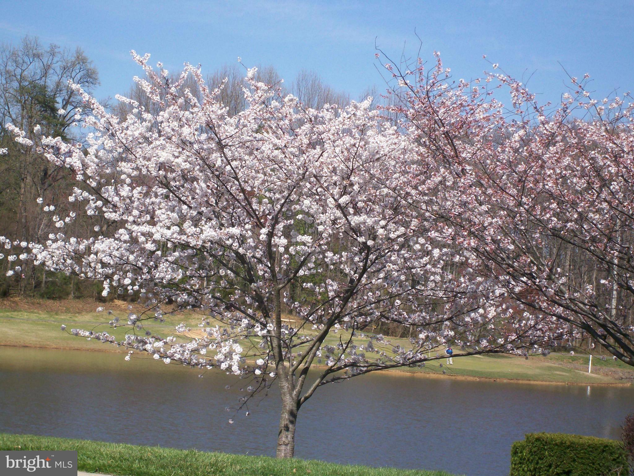 12003 Golf Ridge Court, Unit 102 Fairfax, VA 22033 - Photo 11 of 21 Penderbrook is a beautifully landscaped community