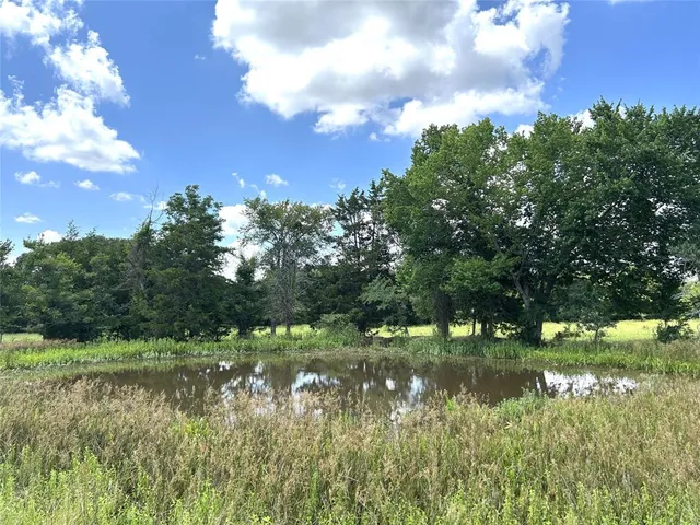 a close up of a plant in a garden