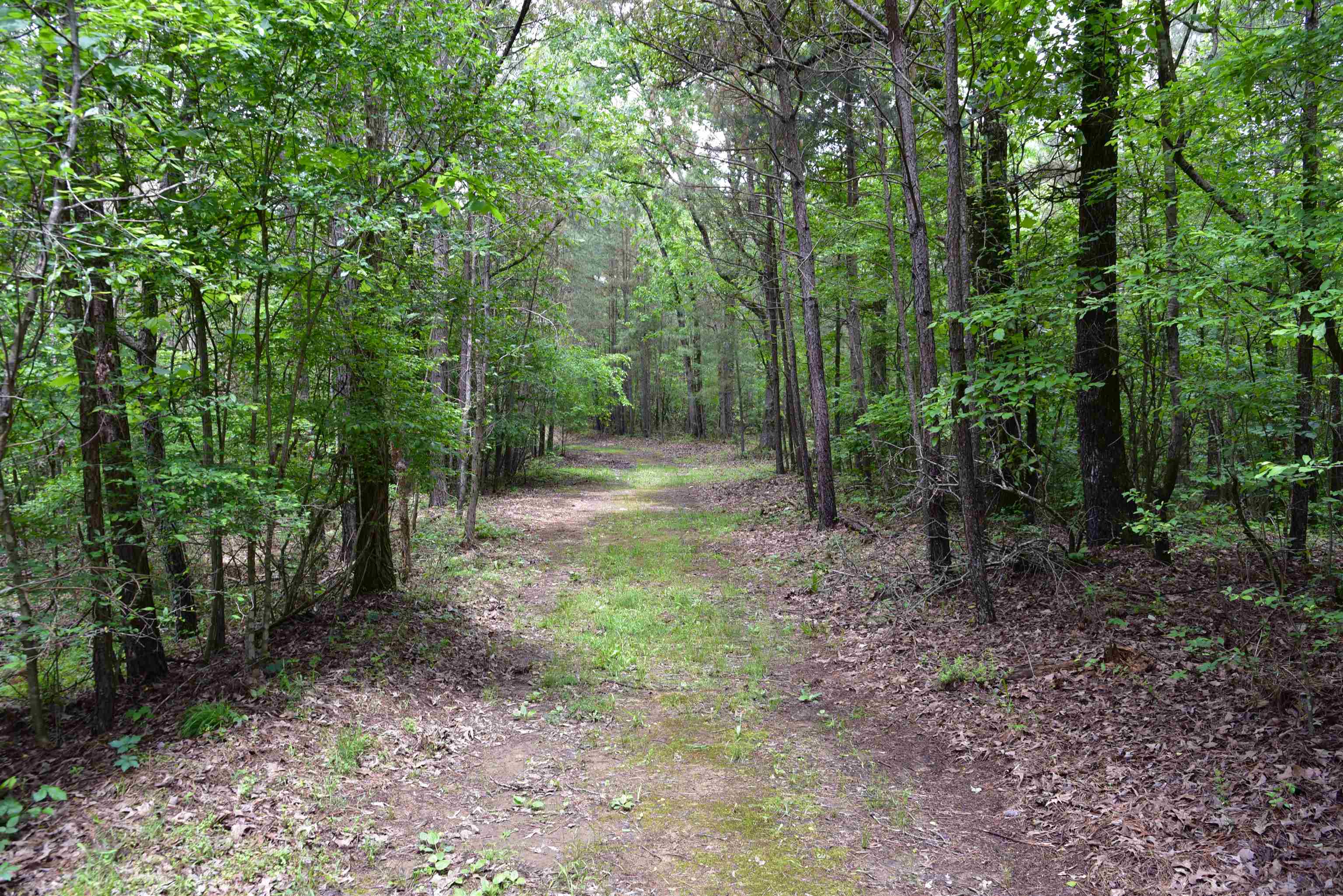 1359 Macks Grove Road Palmersville, TN 38241 - Photo 36 of 40 View of tree filled area