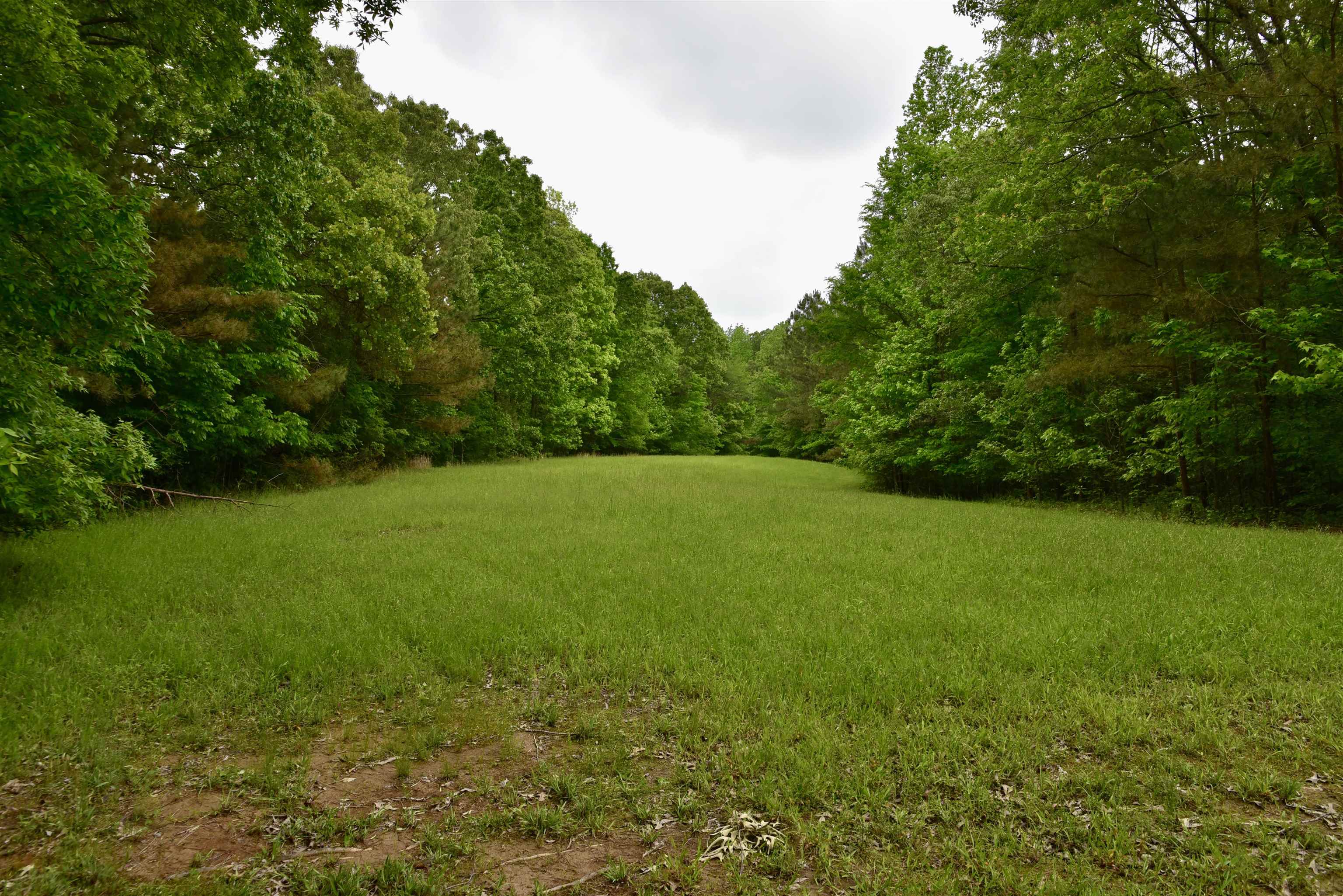 1359 Macks Grove Road Palmersville, TN 38241 - Photo 38 of 40 View of yard with a forest view